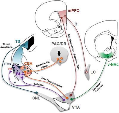 Dopaminergic circuits underlying associative aversive learning